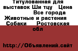 Титулованная для выставок Ши-тцу › Цена ­ 100 000 - Все города Животные и растения » Собаки   . Ростовская обл.